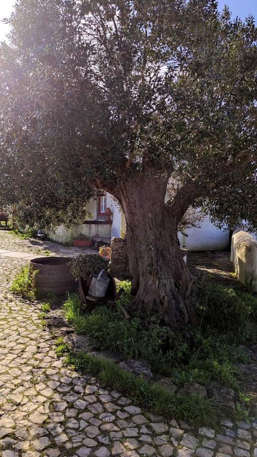 Ancos Little House -Sintra Countryside- Villa Montelavar Esterno foto